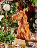 New Years Eve Celebration