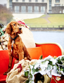 TWO NIGHT FESTIVE BREAK