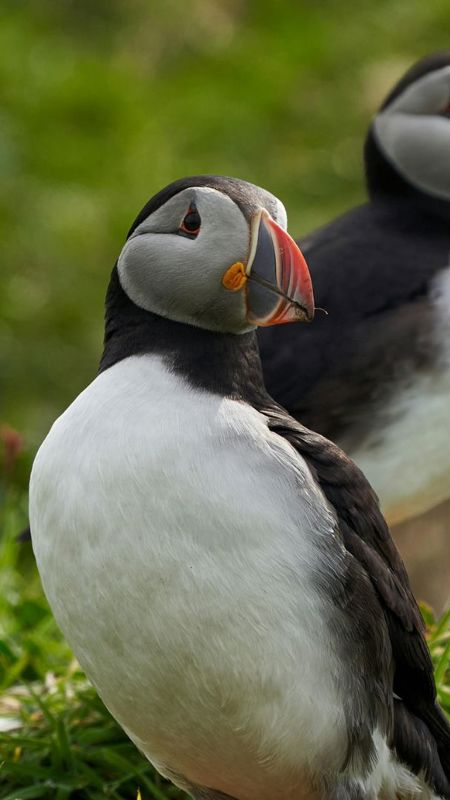 Puffins