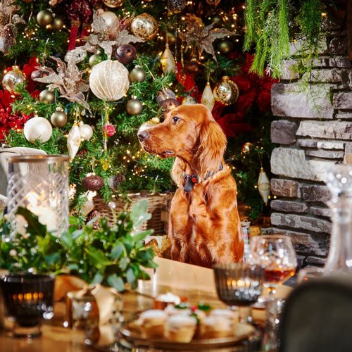 Sneem Hotel Fireside Dog Aro