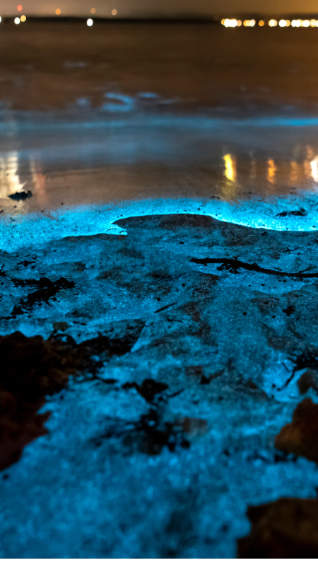 Bioluminescence In Kerry